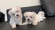 Regalo cachorros mini toy puro bichon maltese para su adopcion,