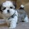 Regalo cachorros shihtzu adorables y excelentes cachorros para ad