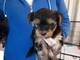 Regalo cachorros yorkshire terrier mini toy para su adopcion