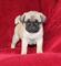 Regalo macho y hembra cachorros carlino pug para adopcion