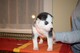 Regalo preciosos cachorros de husky siberiano en adopción