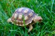 Regalo tortugas bebés sulcata perfectas y más disponibles ahora