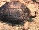 Regalo Tortugas bebés Sulcata perfectas y más disponibles Ahora! - Foto 1