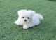 Super adorable maltese puppies adoptionnny