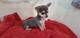 Una Linda Raza Chihuahua Cachorros Garantizad - Foto 1