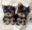 Venta de cachorros mini yorkie machos y hembras, - Foto 1