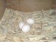 Venta de huevos de loro - Foto 1