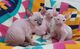 Adorables gatitos sphynx para amantes de las mascotas