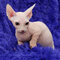 Adorables gatitos Sphynx para amantes de las mascotas - Foto 2