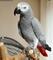African gray puppies for adoption - Foto 1