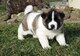 Akita puppies for sale - Foto 1