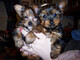 Cachorro de yorkshire terrier para los amantes de las mascotas - Foto 2