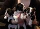 Cachorros boston terrier disponibles para la venta