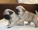 Cachorros carlino pug sanos