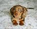 Cachorros de perro salchicha en adopción - Foto 1