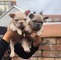 Cachorros Frenchie disponibles - Foto 2