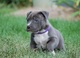 Cachorros pitbull disponibles para adopción.....nbv - Foto 1