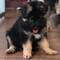 Male and female German Shepard puppies - Foto 1