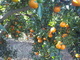 Naranjas recién recolectadas !!!!