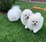 Oferta de lindos cachorros de Pomerania - Foto 1