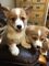 Preciosos cachorros pembroke welsh corgi listos