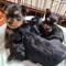 Preciosos cachorros yorkie listos para un nuevo hogar - Foto 1
