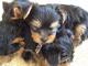 Preciosos cachorros yorkie listos para un nuevo hogar - Foto 2
