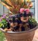 Regala cachorros de juguete lulu yorkshire para adopción - Foto 1