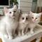 Regalo adorable gatito persa para adopción - Foto 1
