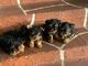 Regalo cachorros yorkshire mini para adopción - Foto 1