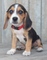 Registered beagle puppies looking for new homes