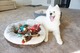 Samoyed puppies for your home