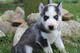 Siberian husky puppies for sale - Foto 1