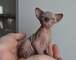 Sphynx kittens for sale