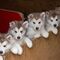 Venta de cachorros de husky siberiano - Foto 1