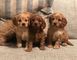 Venta de cachorros de pura raza cavapoo