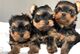 Venta de cachorros yorkshire terrier