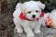Very lovable and sweet Maltese puppies needs a new home - Foto 1