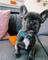 Xkjhgfghjklk., French Bulldog puppies - Foto 1