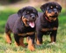 07cachorros rottweiler sanos para regalo