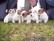 0.Regalo Cachorros Jack Russell - Foto 1