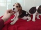 1FANTASTICO CACHORROS BEAGLE...Wasap.+(+380)95 179 0291 - Foto 1