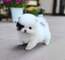 1!!Pomeranian cachorros - Foto 1
