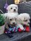 2bichon maltes disponible - Foto 1