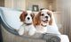 Adorable cachorrito cavalier king charles