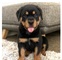 Adorables cachorros de rottweiler para regalo. +34 602 54 12 64 - Foto 1