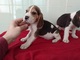 Beagle listo en adopcion,