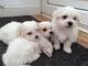 Bichon maltes 3