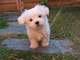 Bichon maltes 5 - Foto 1