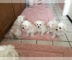 Bichon maltes - Foto 1